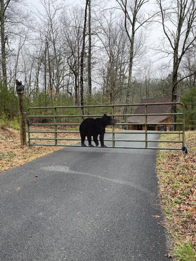 Great Smoky Mountains Cabin!, Secluded, Pet-Kid Friendly! Sevierville Exteriér fotografie